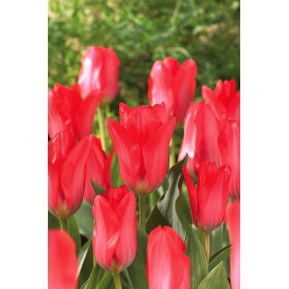 Tulipan Spring Pearl - 5 szt.