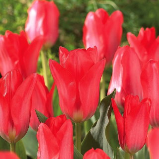 Tulipan Spring Pearl - duża paczka! - 50 szt.
