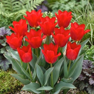 Tulipan Spring Pearl - 5 szt.