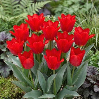 Tulipan Spring Pearl - GIGA paczka! - 250 szt.