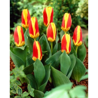 Tulipan Stresa - GIGA paczka! - 250 szt.