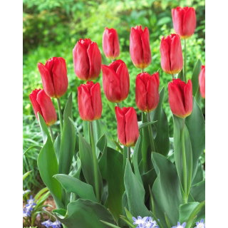 Tulipan Strong Fire - GIGA paczka! - 250 szt.