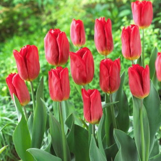 Tulipan Strong Fire - duża paczka! - 50 szt.