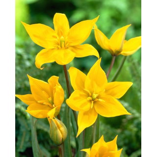 Tulipan Sylvestris - GIGA paczka! - 250 szt.