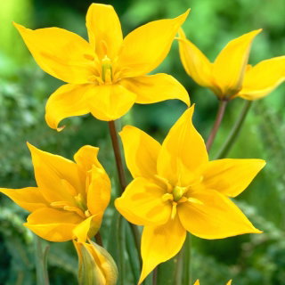 Tulipan Sylvestris - 5 szt.