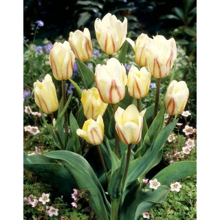 Tulipan White Fire - GIGA paczka! - 250 szt.