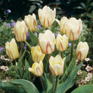 Tulipan White Fire - duża paczka! - 50 szt.