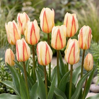 Tulipan White Fire - GIGA paczka! - 250 szt.