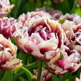 Tulipan Wyndham - 5 szt.