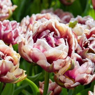 Tulipan Wyndham - GIGA paczka! - 250 szt.