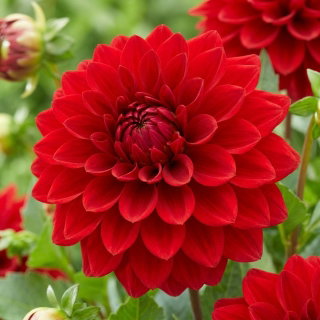 Dalia czerwona - Dahlia Red