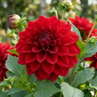 Dalia czerwona - Dahlia Red