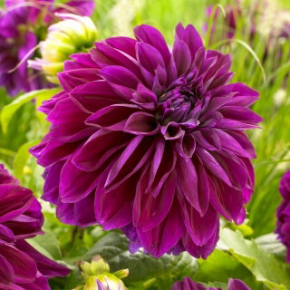 Dalia - Thomas A. Edison