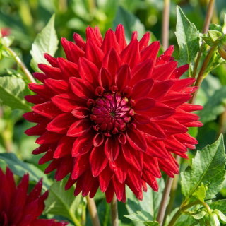 Dalia - Melody Mambo