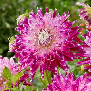 Dalia - Vancouver - ogromne kwiaty!