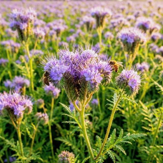 Facelia błękitna na poplon - 500 gram