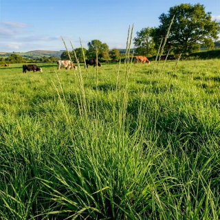 Kostrzewa trzcinowa pastewna miękkolistna Ninkoko - 5 kg