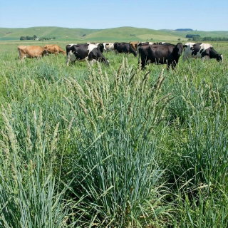 Kupkówka pospolita Donata - 5 kg