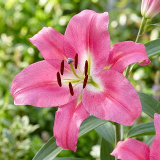 Lilia drzewiasta - Robina