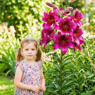 Lilia drzewiasta - Purple Prince