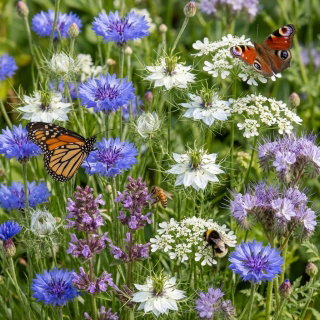Mieszanka roślin miododajnych - zgodna z rozporządzeniem MRiRW, ekoschematy, dopłaty ARiMR - nasiona 10 kg na 1 hektar uprawy