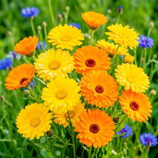 Nagietek lekarski - roślina miododajna - 100 gram