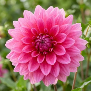 Dalia różowa - Dahlia Pink