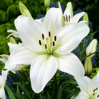 Lilia azjatycka biała - White
