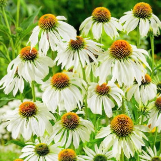 Jeżówka biała - White Swan - 1 szt.