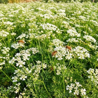 Kolendra siewna - roślina miododajna, ekoschematy, dopłaty ARiMR - nasiona 1 kg