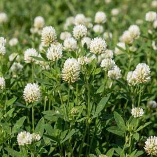 Koniczyna aleksandryjska - szybki poplon i przedplon pod warzywa, jednoroczna, doskonała na pasze i zielony nawóz - 1 kg