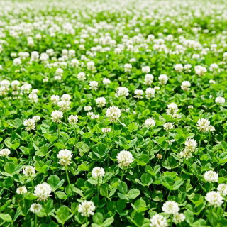 Koniczyna biała - wieloletnia, miododajna, samonawożąca, bardzo gęsta i wydajna, odporna na suszę - 5 kg