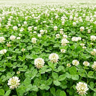 Koniczyna biała - wieloletnia, miododajna, samonawożąca, bardzo gęsta i wydajna, odporna na suszę - 500 gram