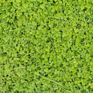 Mikrokoniczyna drobnolistna, Koniczyna biała drobnolistkowa Euromic - 200 gram