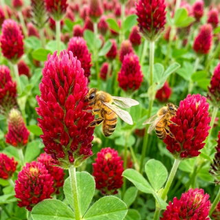 Koniczyna krwistoczerwona Inkarnatka - miododajna, ozdobna, paszowa, doskonała na poplon i zielony nawóz - 100 gram
