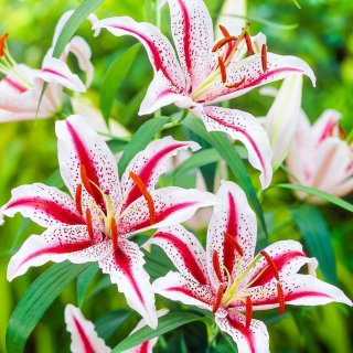 Lilia orientalna - Dizzy