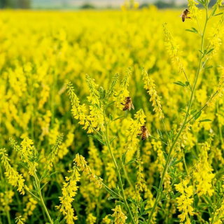 Nostrzyk lekarski żółty - roślina miododajna - 100 gram
