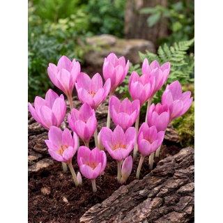 Krokus Jesienny Zonatus - 10 szt.