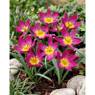 Tulipan botaniczny - Eastern Star - 5 szt.