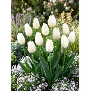 Tulipan Hakuun - GIGA paczka! - 250 szt.