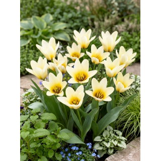 Tulipan niski - Concerto - 5 szt.