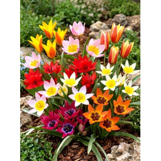 Tulipan botaniczny - niski - mix kolorów - 5 szt.