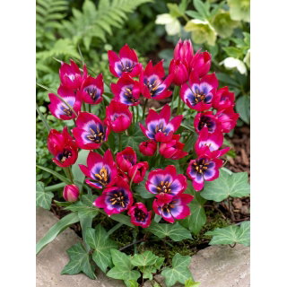 Tulipan Little Beauty - GIGA paczka! - 250 szt.