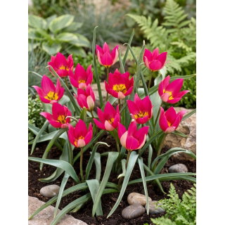 Tulipan Persian Pearl - opak. 5 szt.