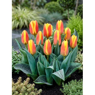 Tulipan niski czerwono-żółty - Greigii red-yellow - GIGA paczka! - 250 szt.