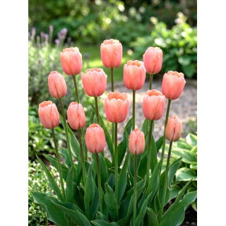 Tulipan morelowy - Apricot - duża paczka! - 50 szt.