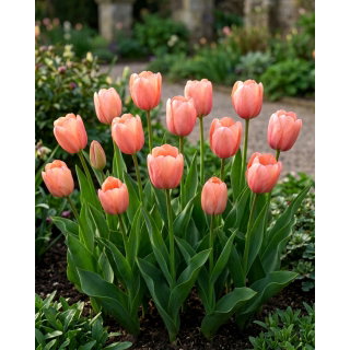 Tulipan morelowy - Apricot - duża paczka! - 50 szt.