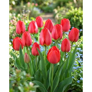 Tulipan Parade - GIGA paczka! - 250 szt.