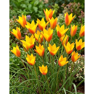 Tulipan Chrysantha Tubergen's Gem - GIGA paczka! - 250 szt.
