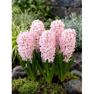 Hiacynt China Pink - duża paczka! - 30 szt.